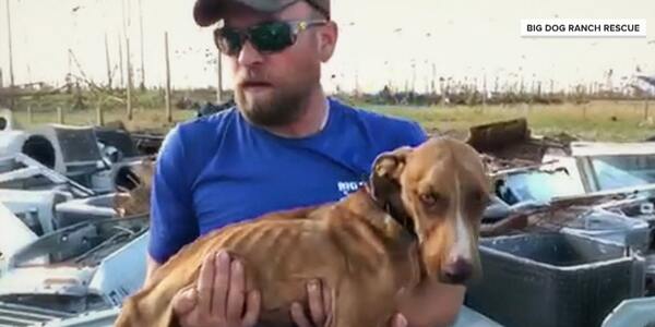 Miracle dog rescue in Bahamas,