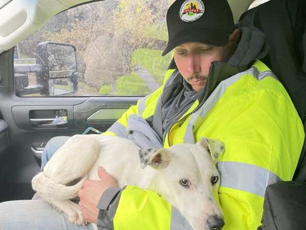 Dog with a rescuer in a car. Rescuer is wearing a neon yellow vest.