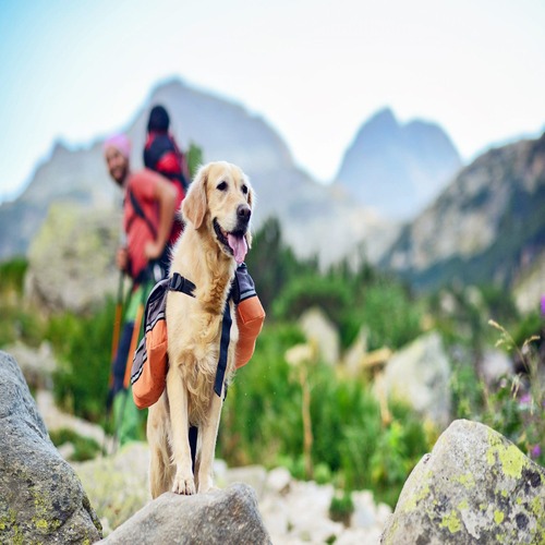 A dog hiking along the mountain.