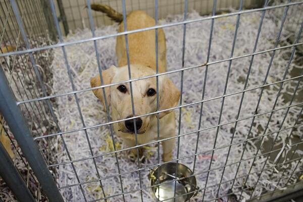 Labrador retriever locked in a cage.