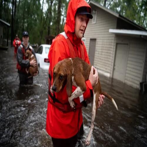 A rescuer carrying a rescued dog after a hurricane.