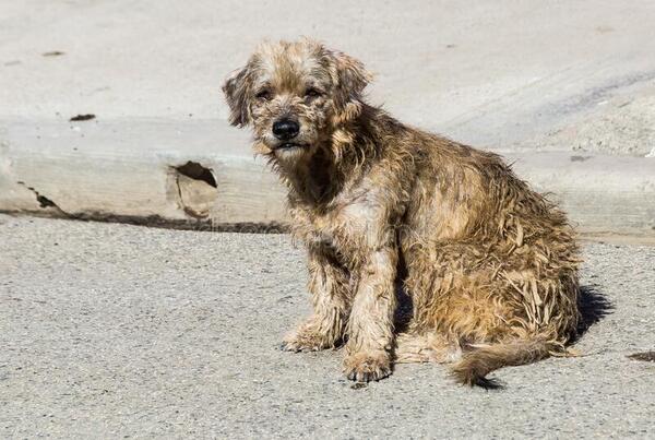 Matted and scruffy terrier.