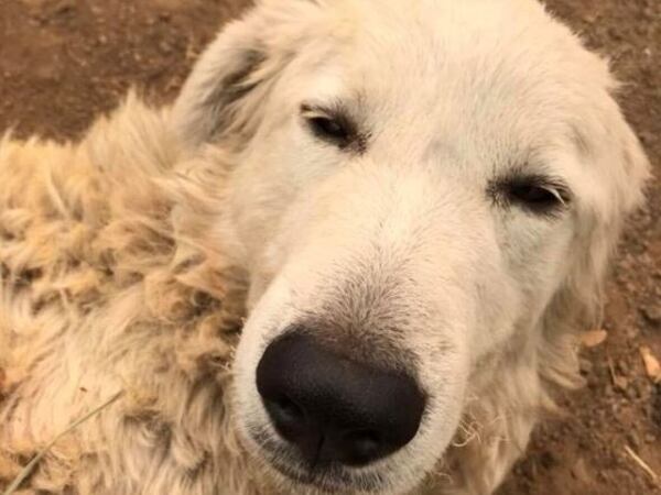 Close up image of Odin, the Great Pyrenees.