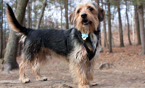 Yorkshire Terrier mix in the woods staring off to the side.