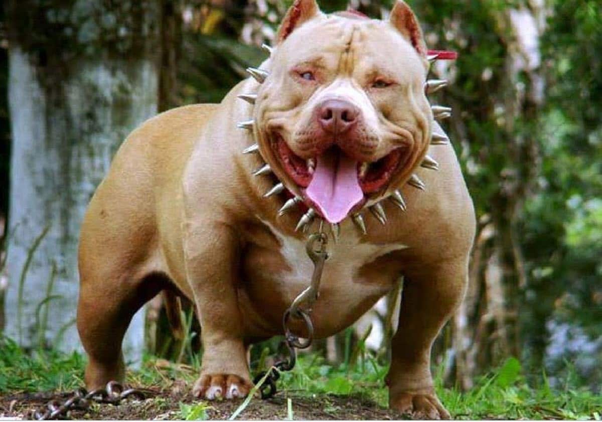 Pitbull with a spiked collar standing on green grass.