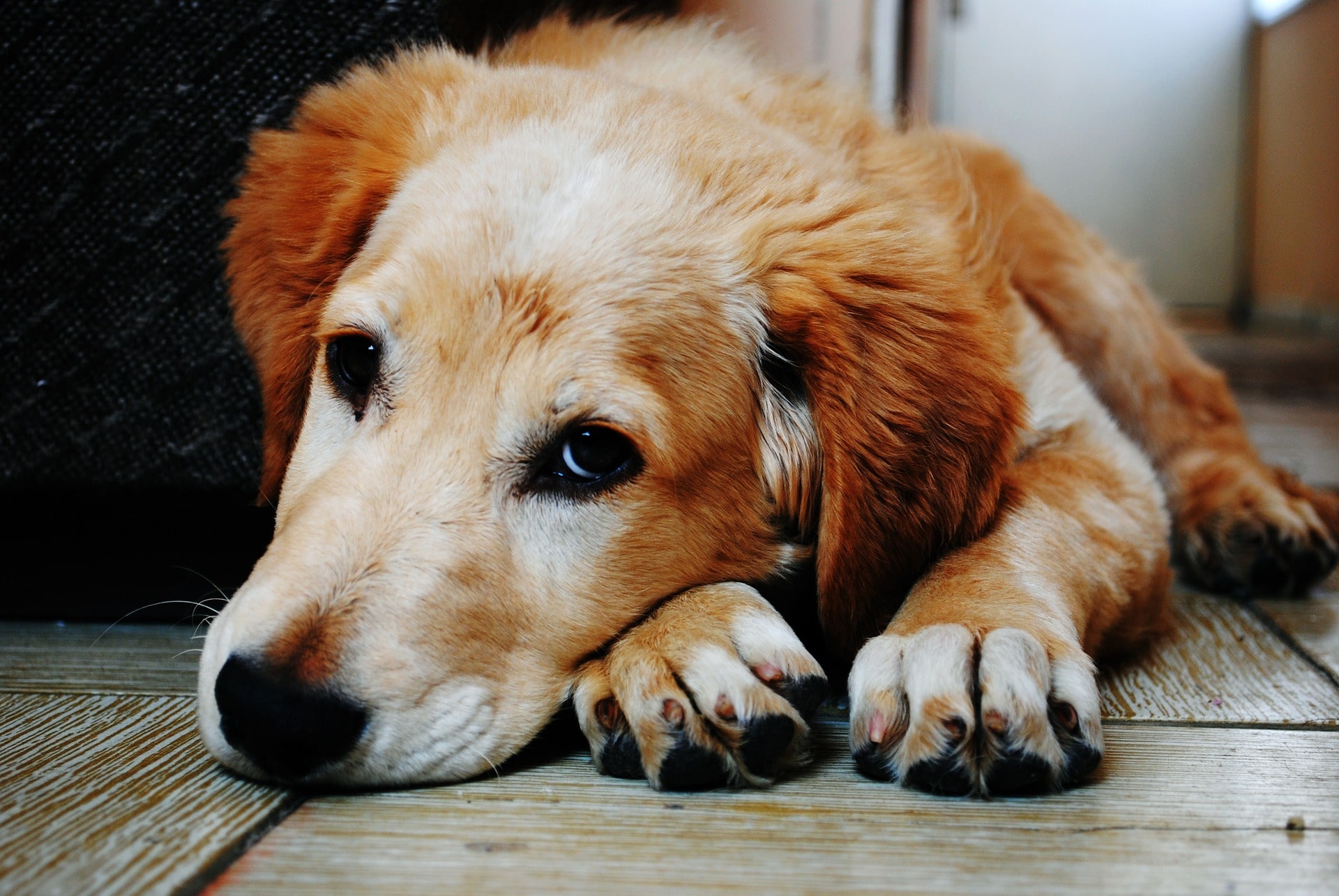 Stress in dogs presents with low energy such as a dog laying down.