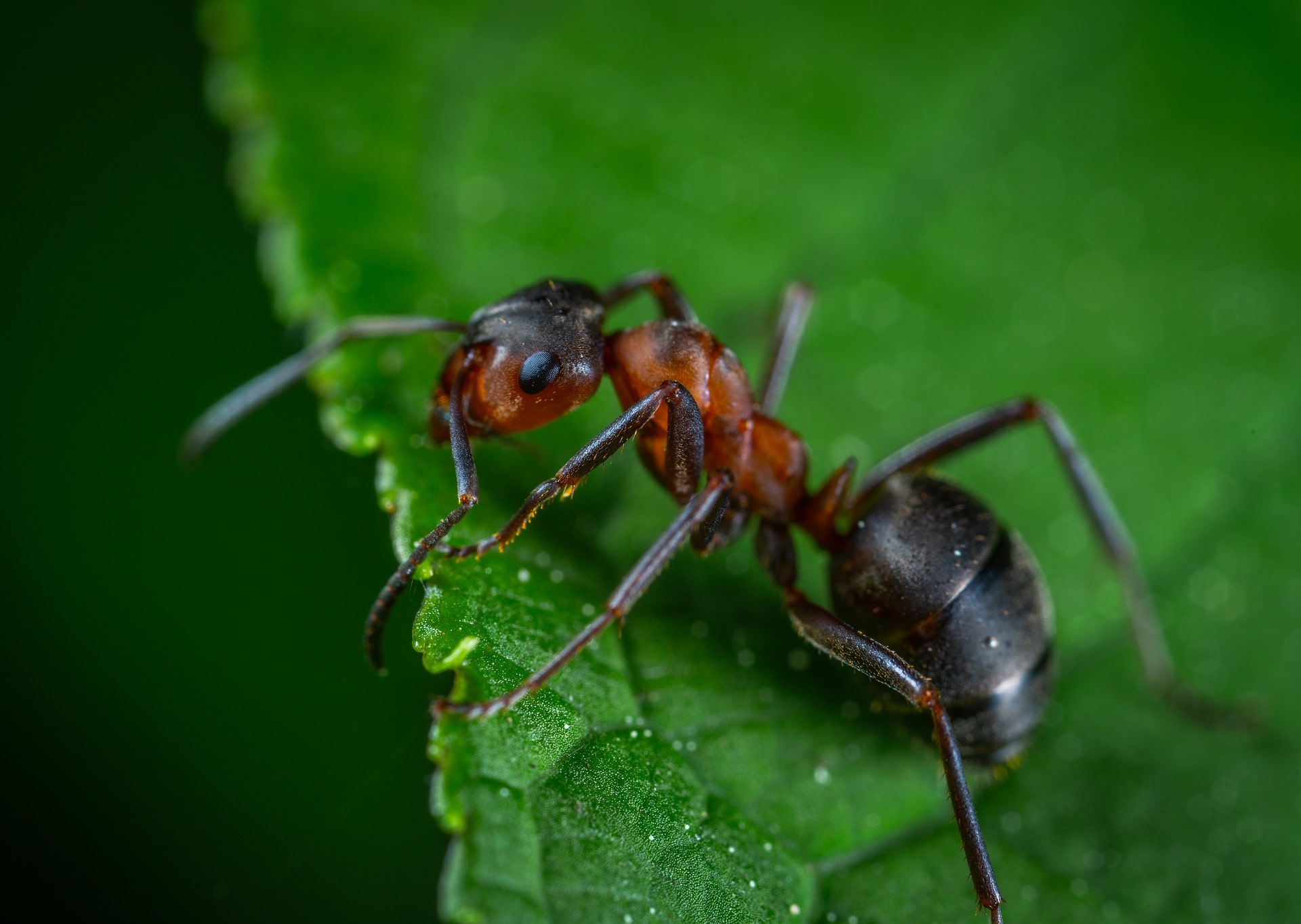 Close up view of a red ant.