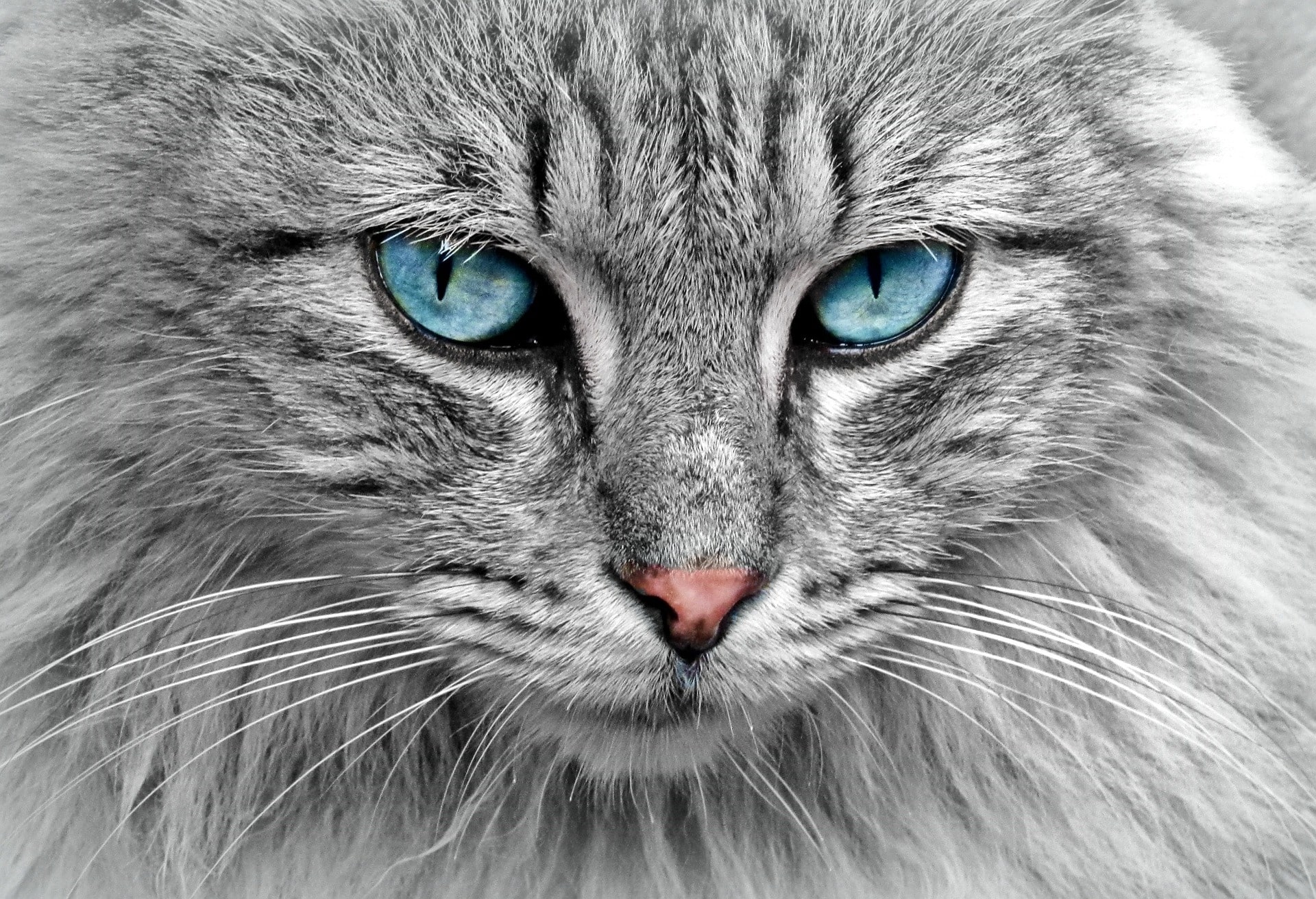 Close-up portrait image of a blue-eyed cat.