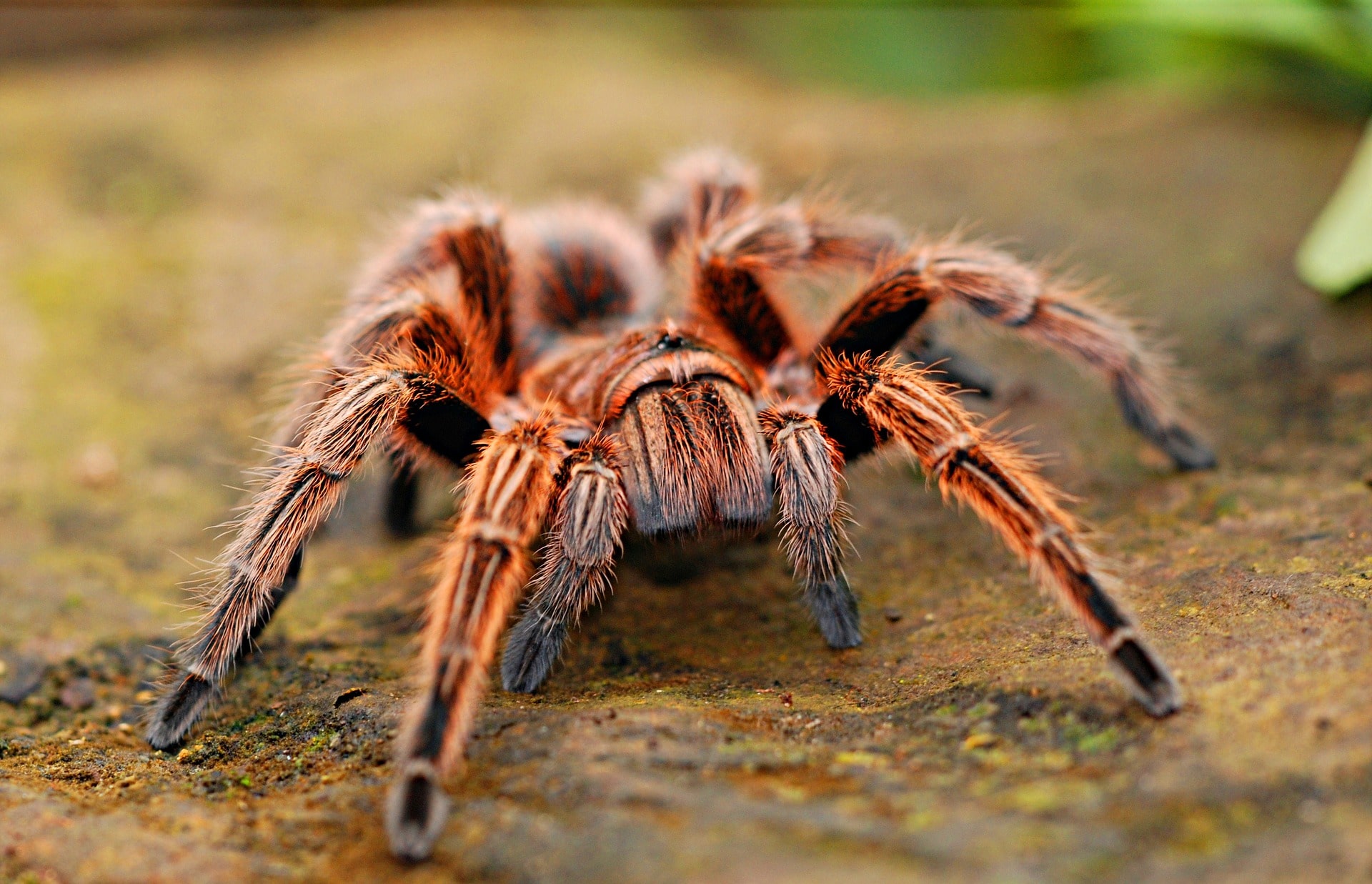 When you best care for a pet tarantula, they are rewarding pets.