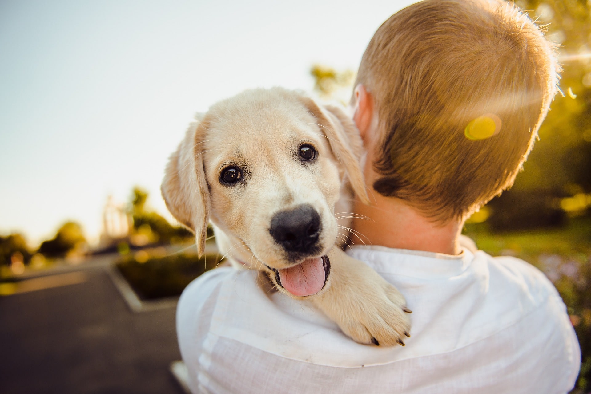 Tips to Best Care for Your Pet Dog