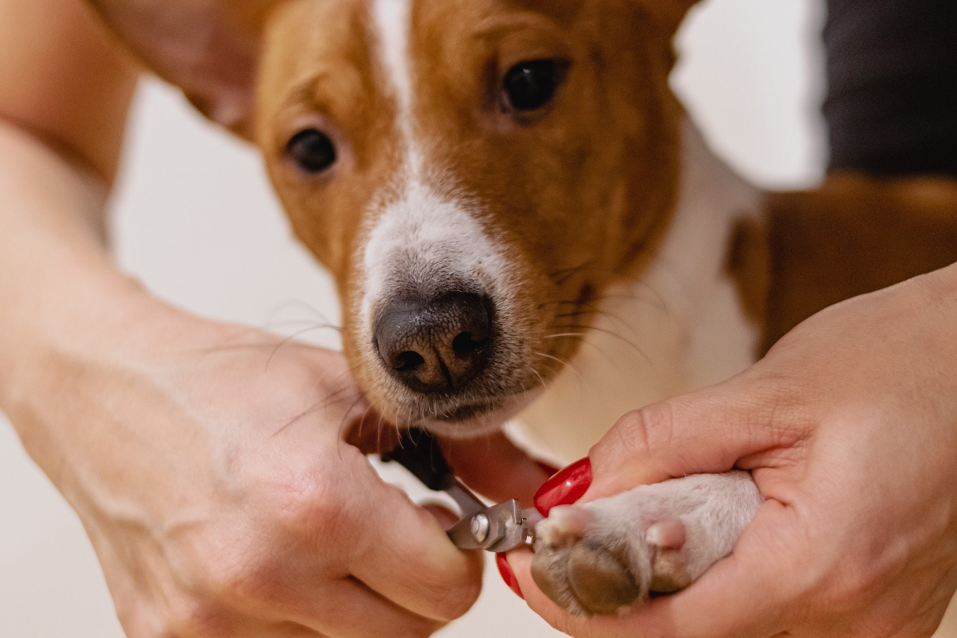Regular Grooming Habits for a Healthy Dog