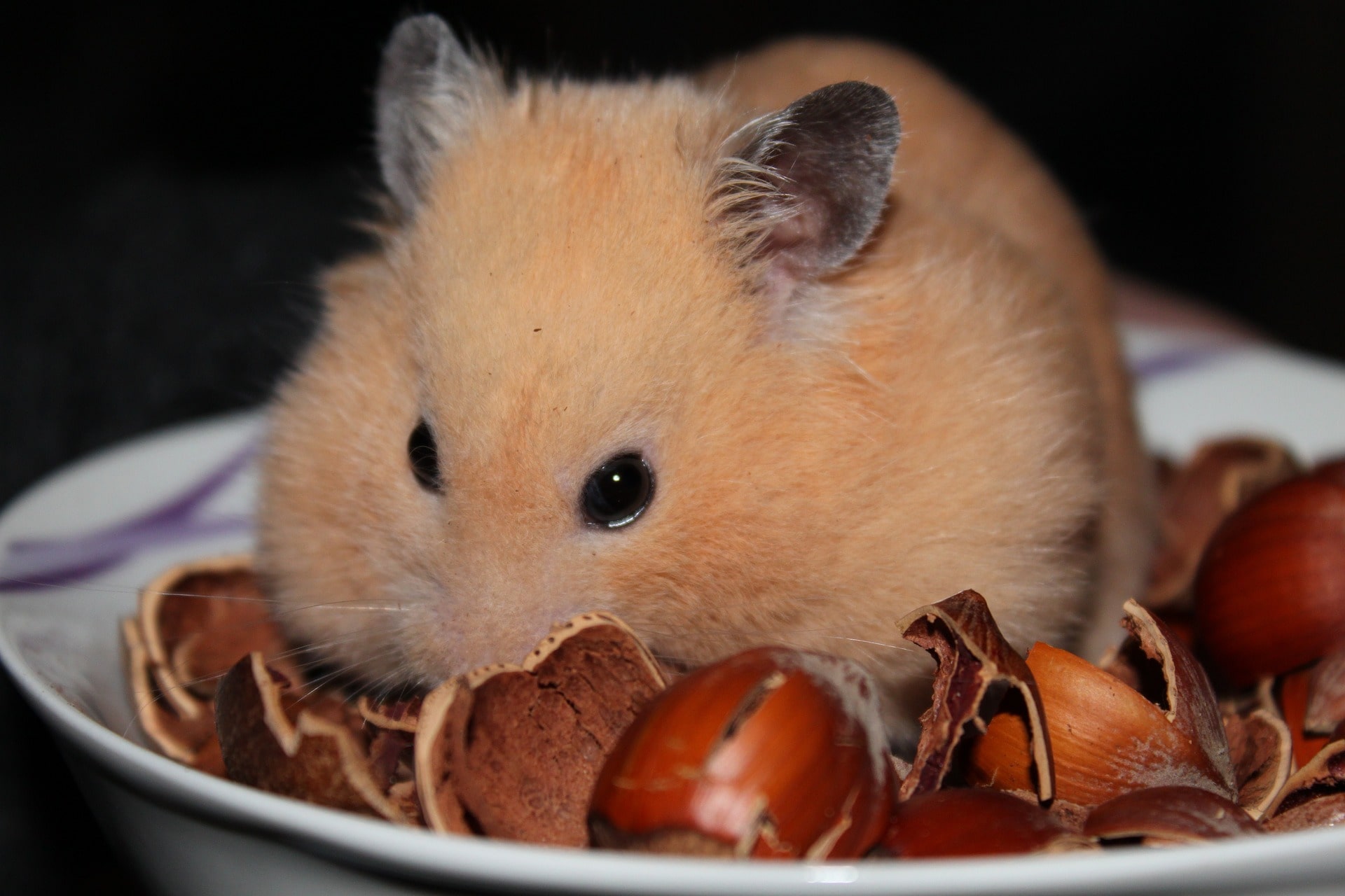 A golden hamster on a plate with nut shells around of it.
