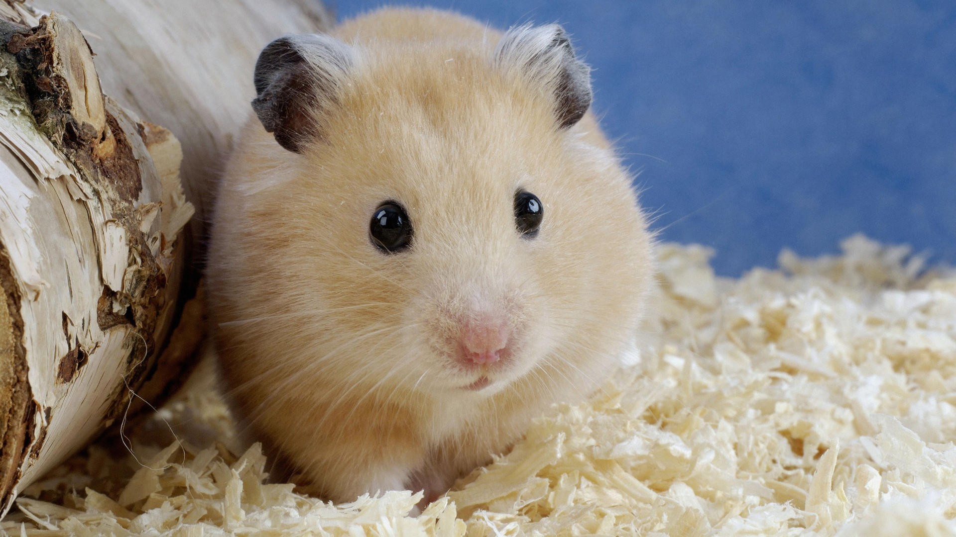 A golden hamster next to a log, with flaky bedding beneath it.
