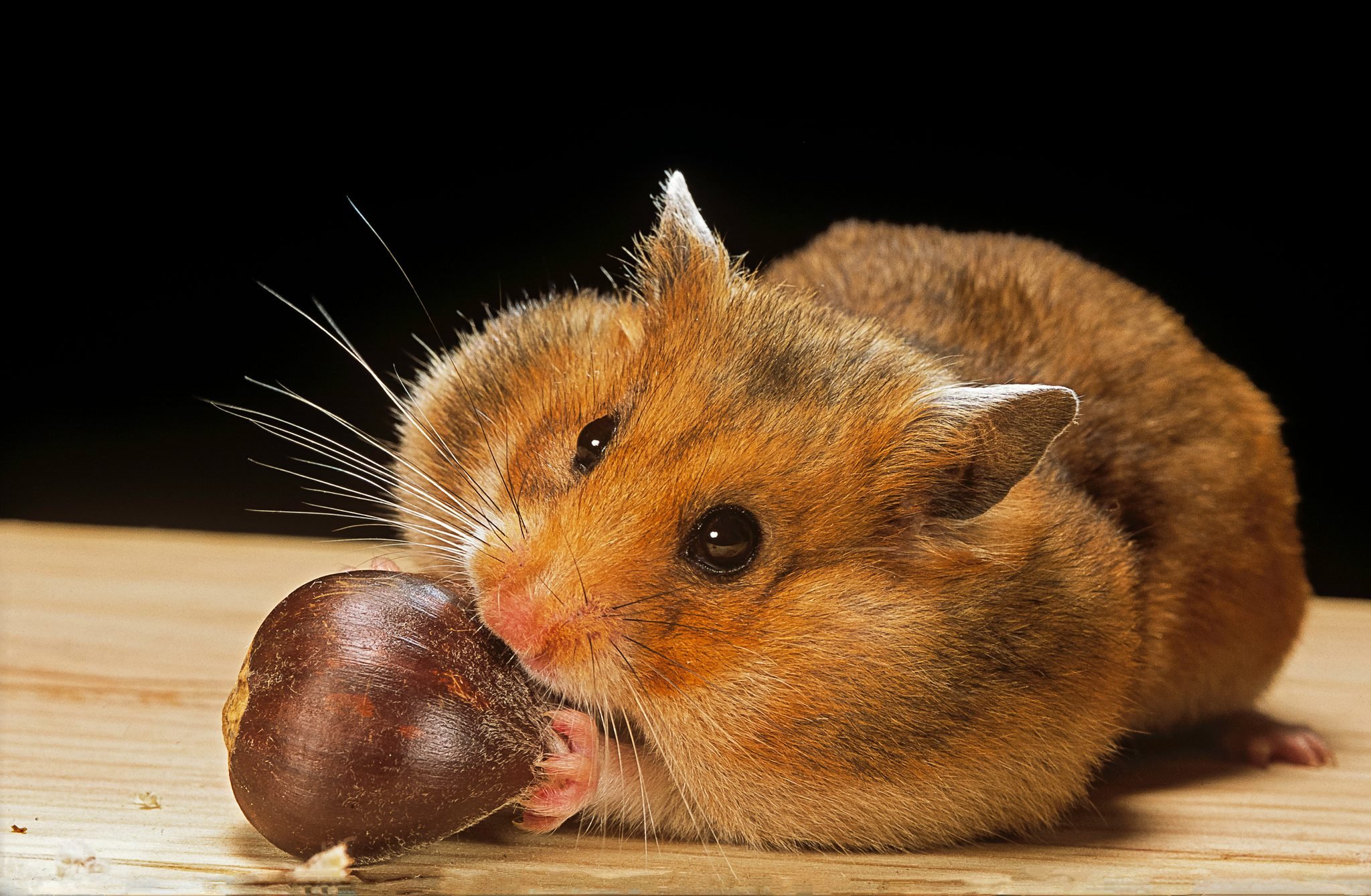 A chubby hamster eating a brown chestnut as part of a healthy nutritional diet.
