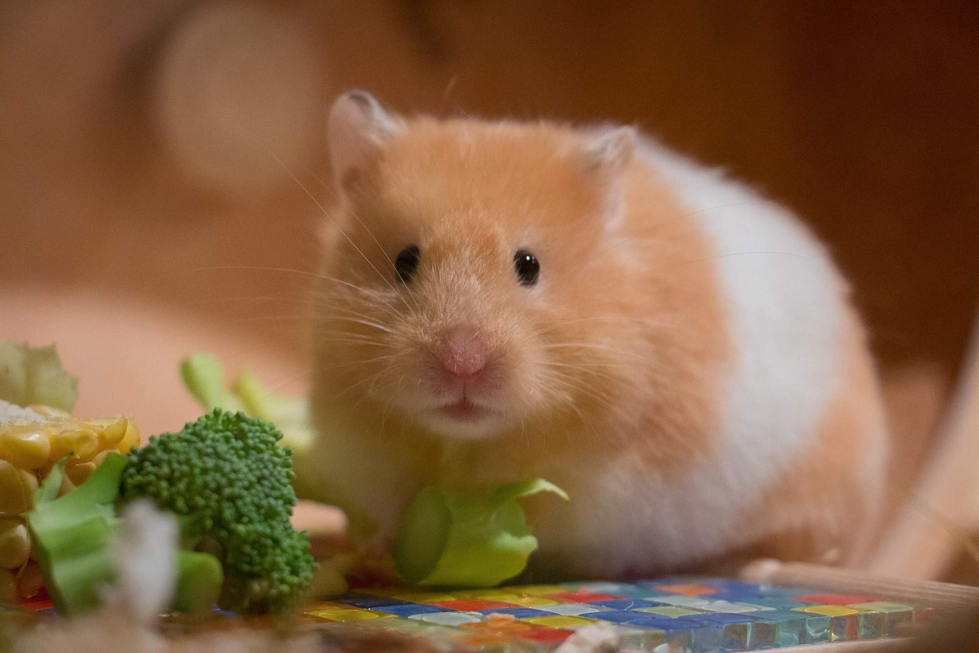 A brown and white hamster with half eaten broccoli in front of it.