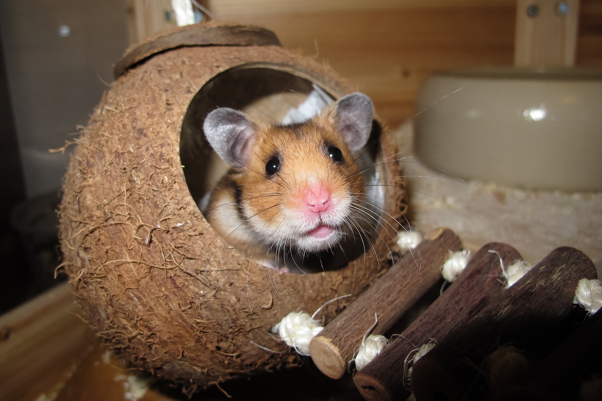 Tips to Best Care for Your Pet Hamster