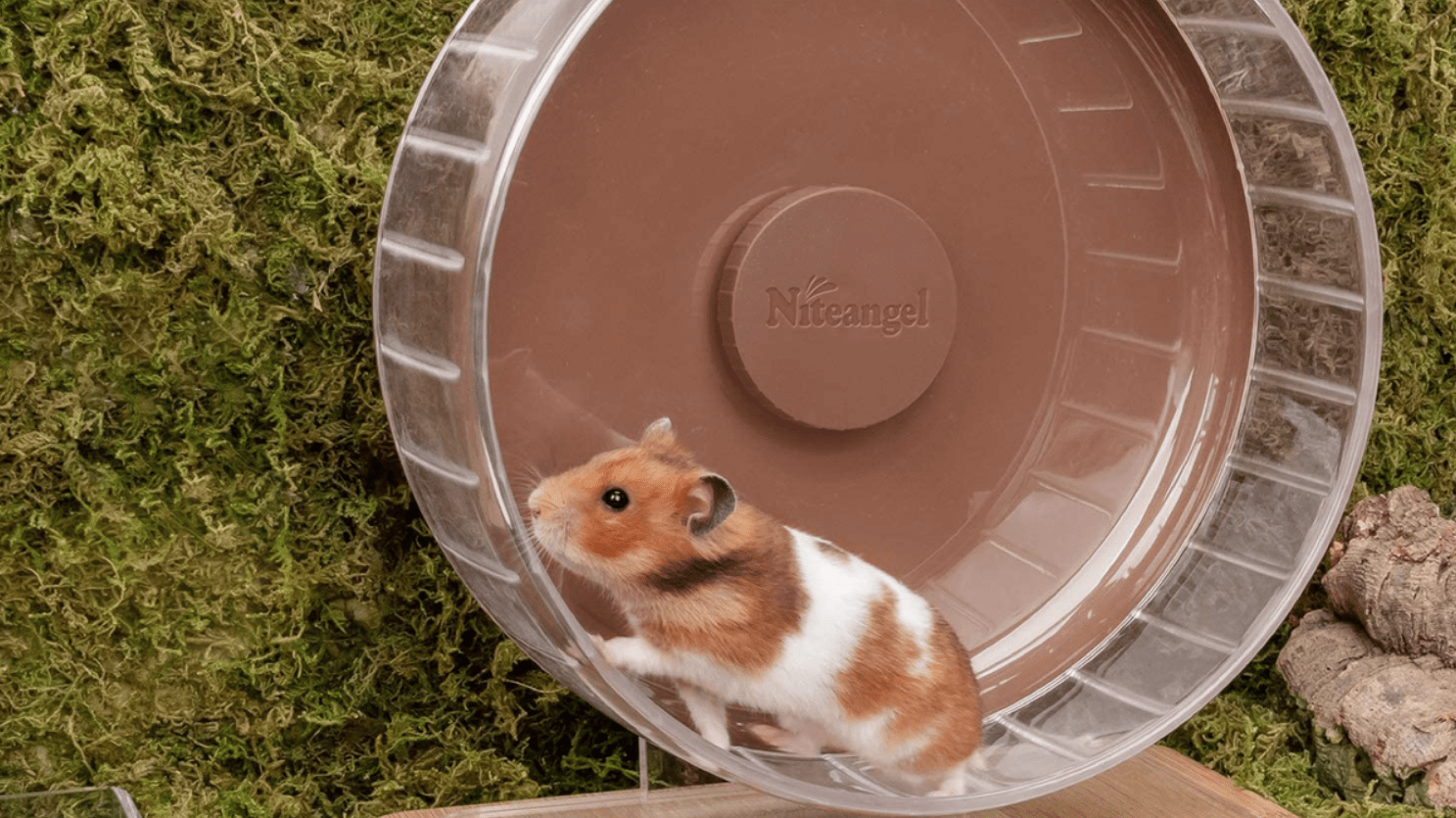 Why Hamsters Avoid Their Wheels
