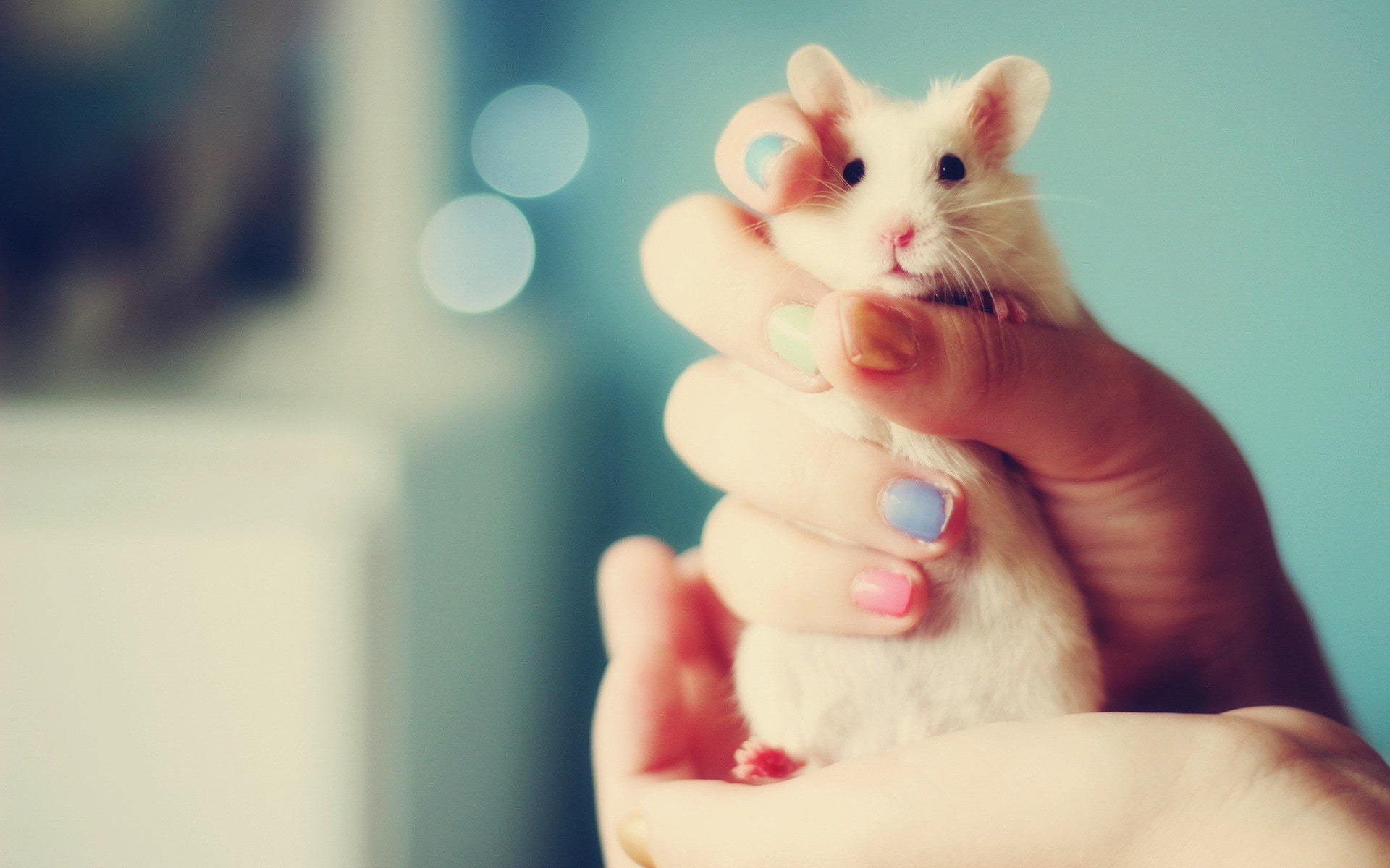 Hand with colorful fingernails handling a hamster.