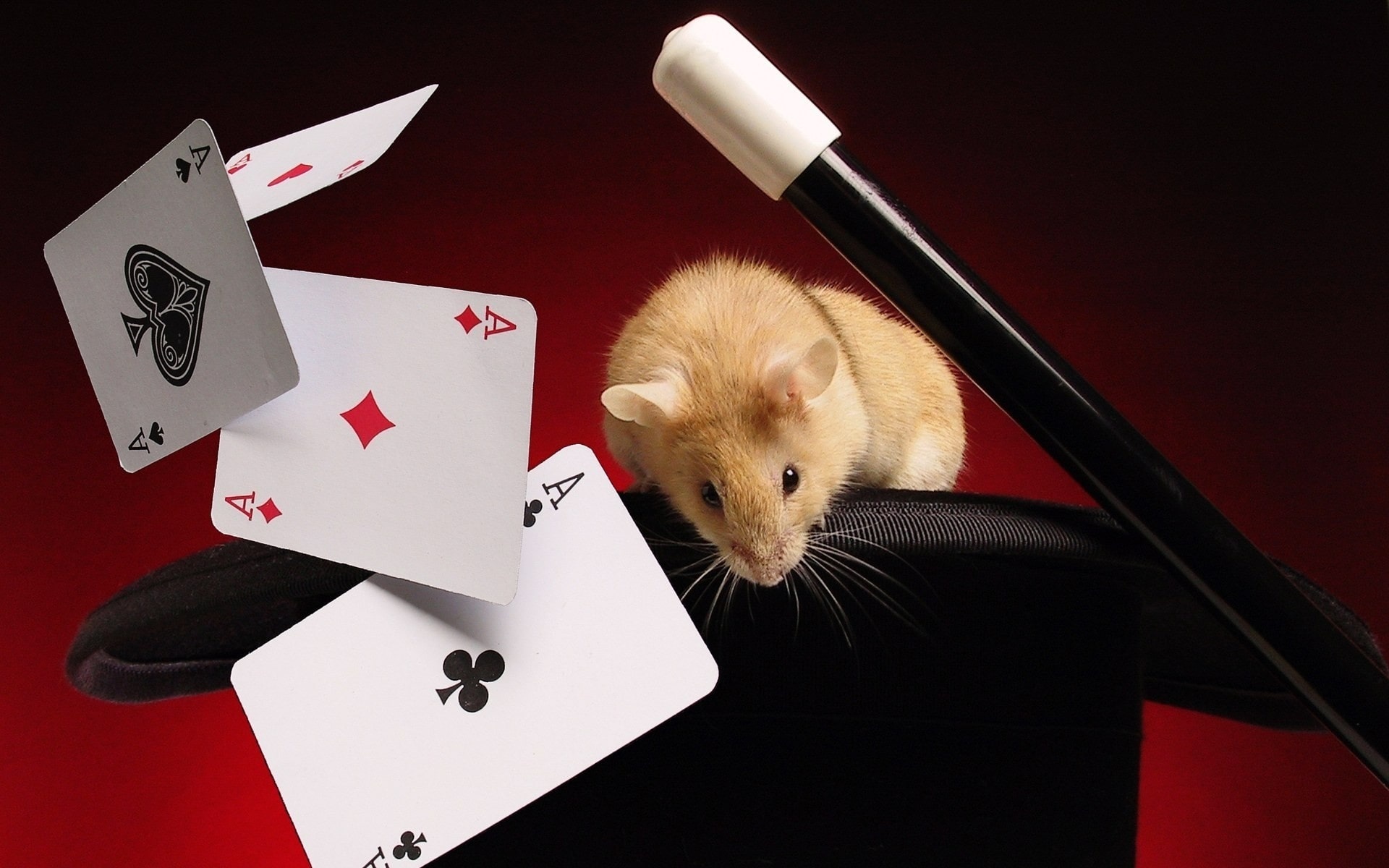 Card tricks and magician wand around a hamster in a magician's hat.