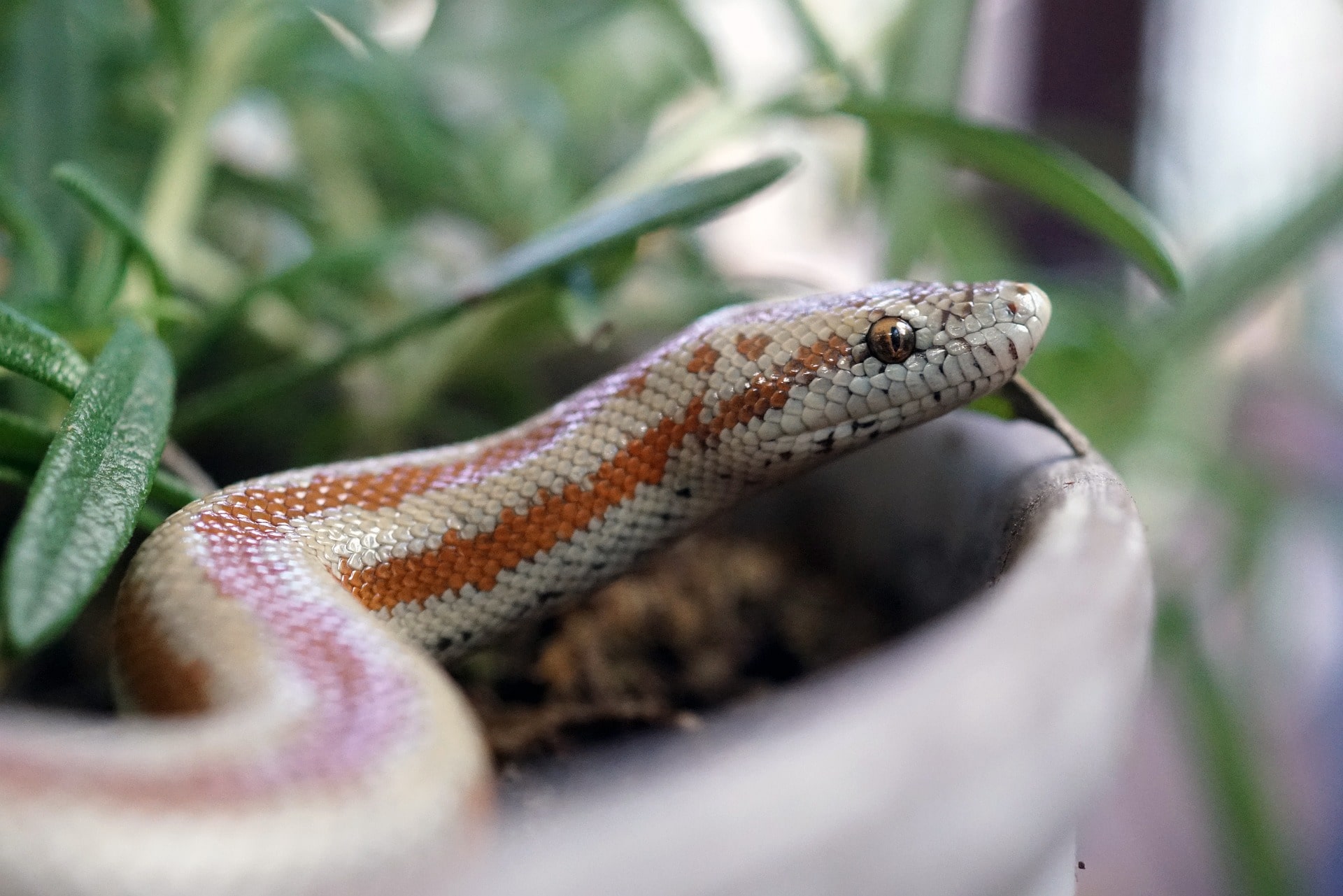 Tips to Best Care for Your Pet Snake