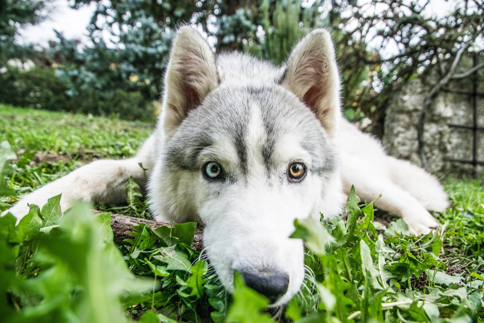 A white and grey Siberian husky laying on grass.