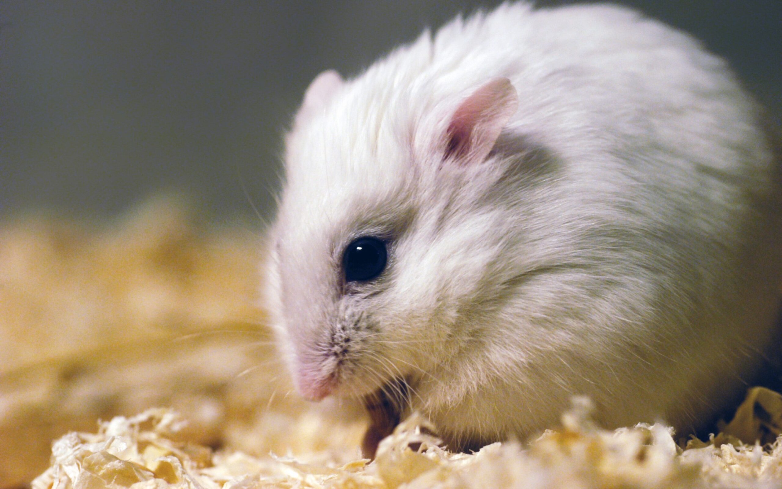 A relaxed white hamster with a rounded back.