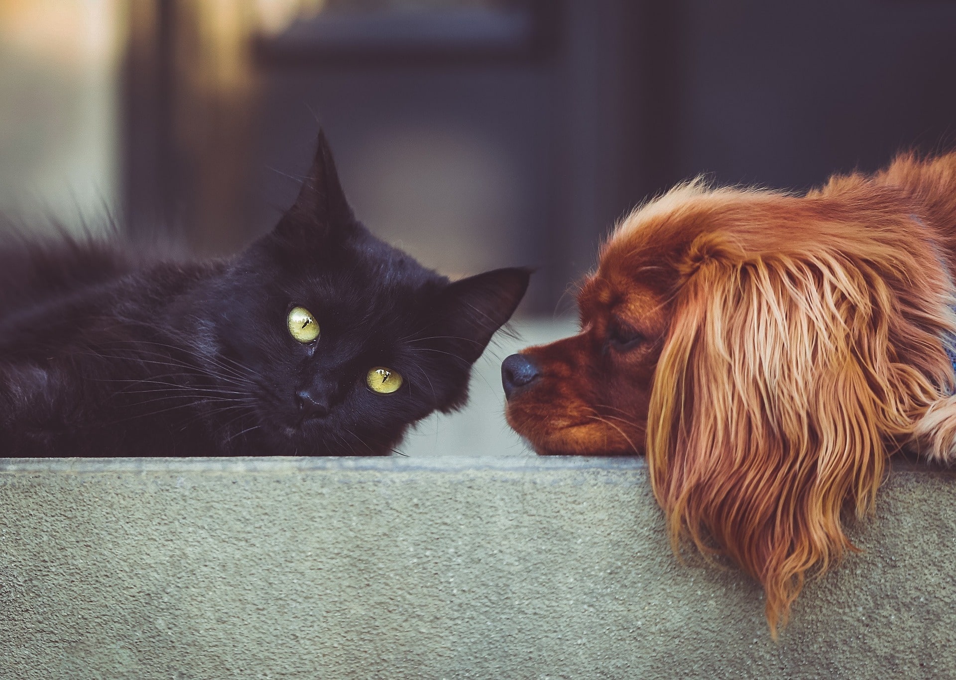 How to Ensure Your Dog and Cat Get Along