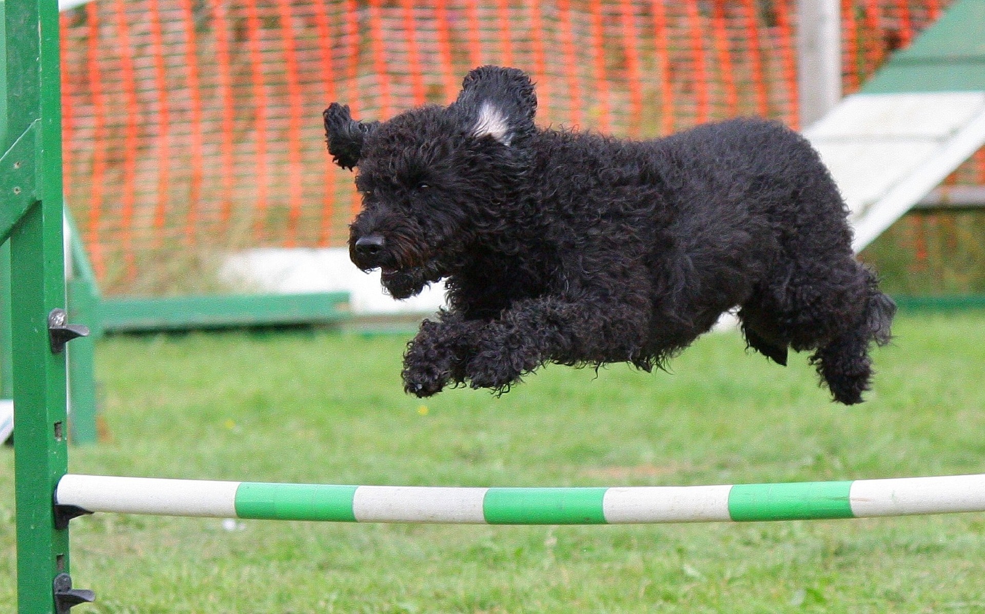 A black dog jumping over a log fence during an obstacle course challenge.