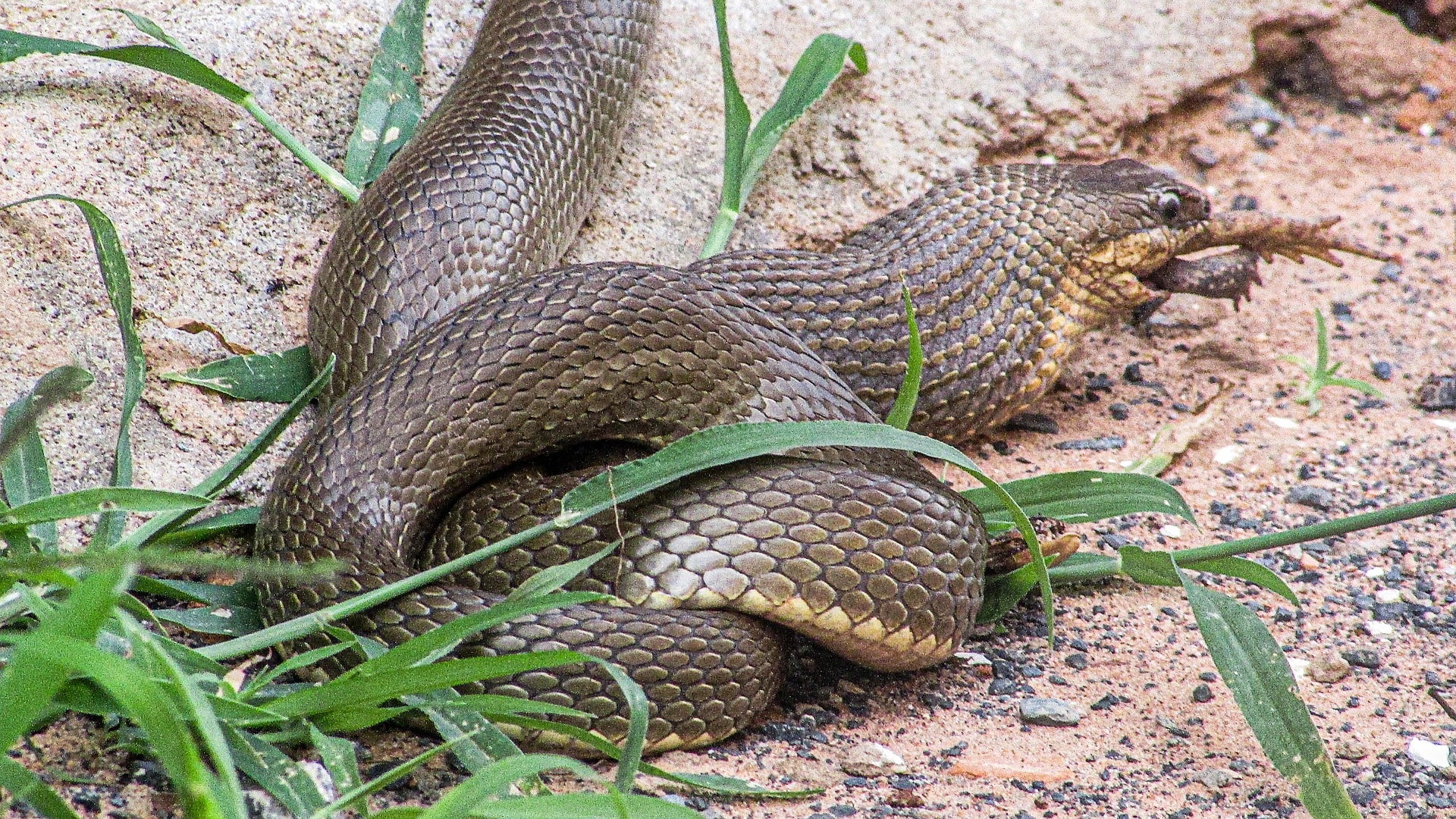 A brownish-grey snake in the middle of eating its prey.