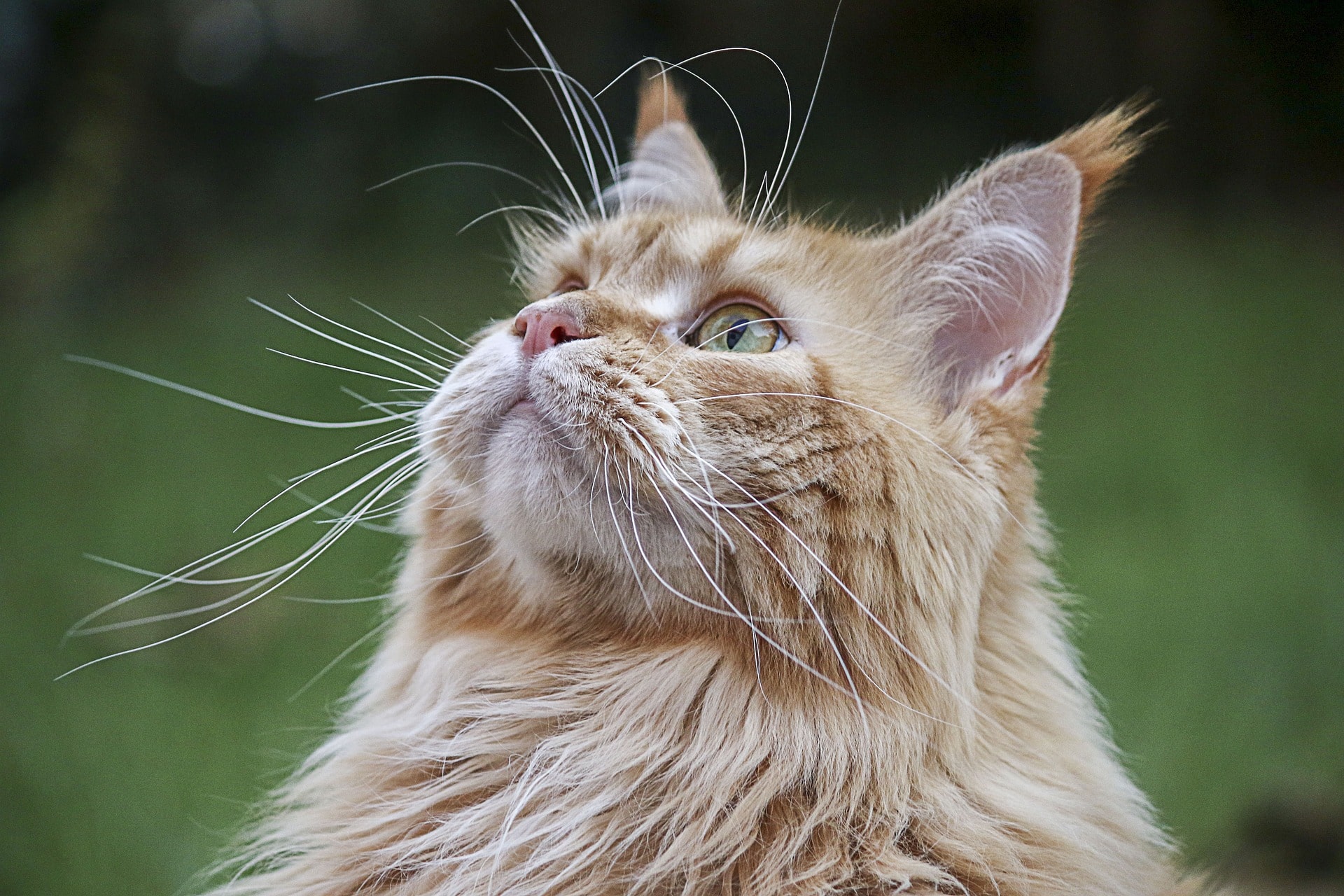 Cat with long whiskers staring upwards.