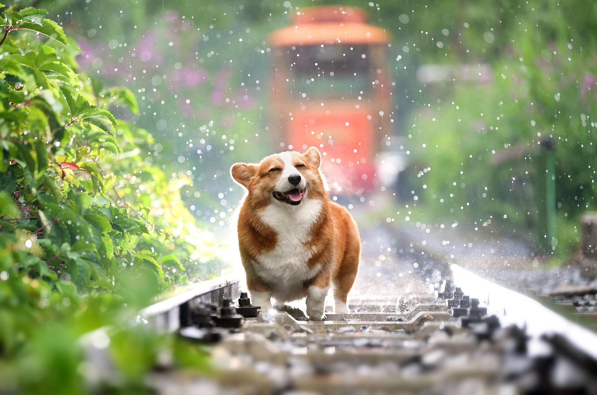 A corgi walking along railroad tracks, enjoying the rain.