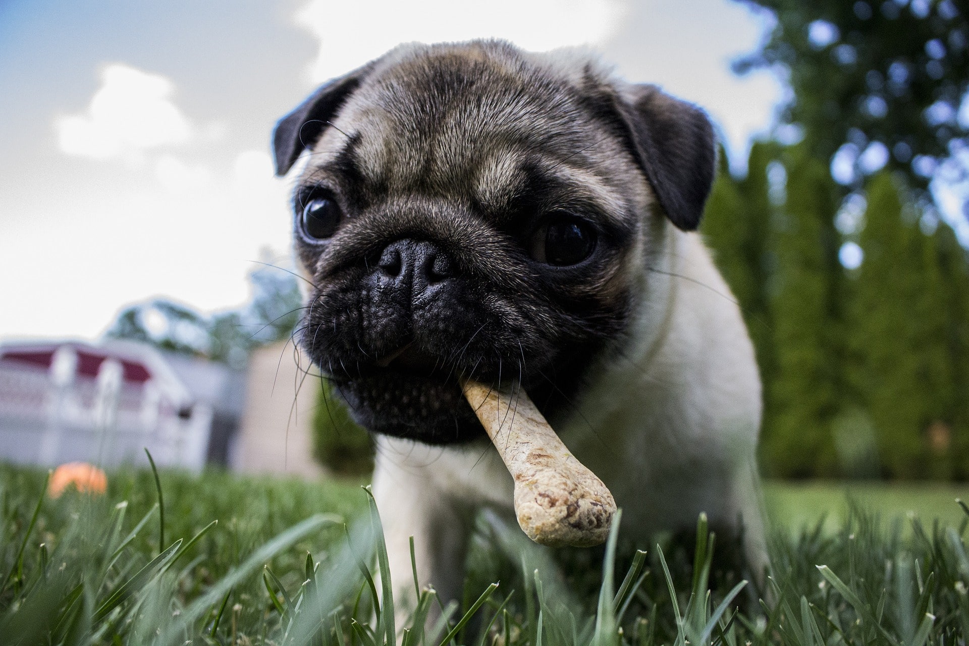 A Pug puppy eating a bone treat.