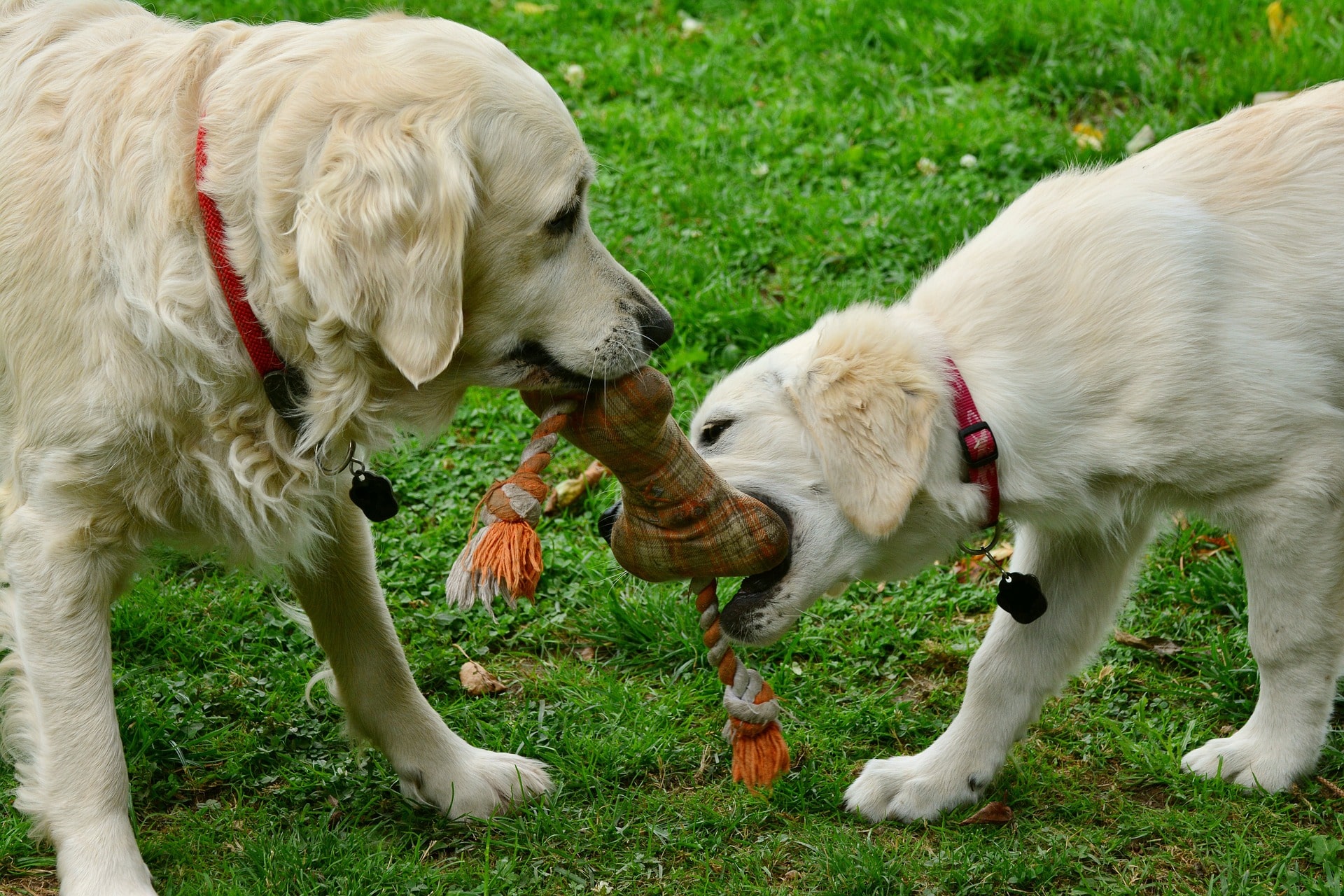 The Best Toys to Get Your Pet Dog